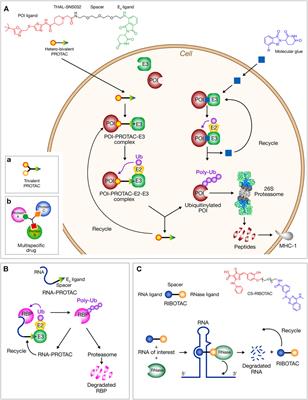 COVID-19 Therapies: Protease Inhibitions and Novel Degrader Strategies